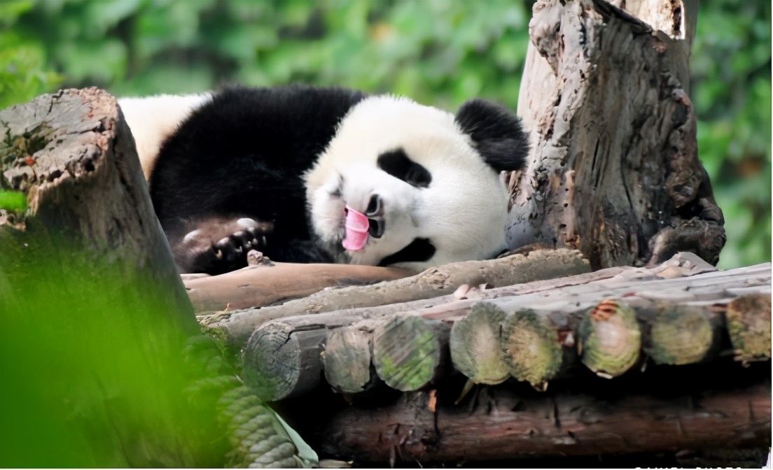 赵雷成都热评,赵雷成都背景音乐