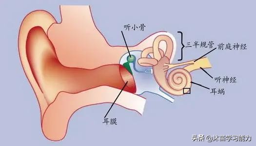 儿童前庭是哪个位置,孩子前庭觉