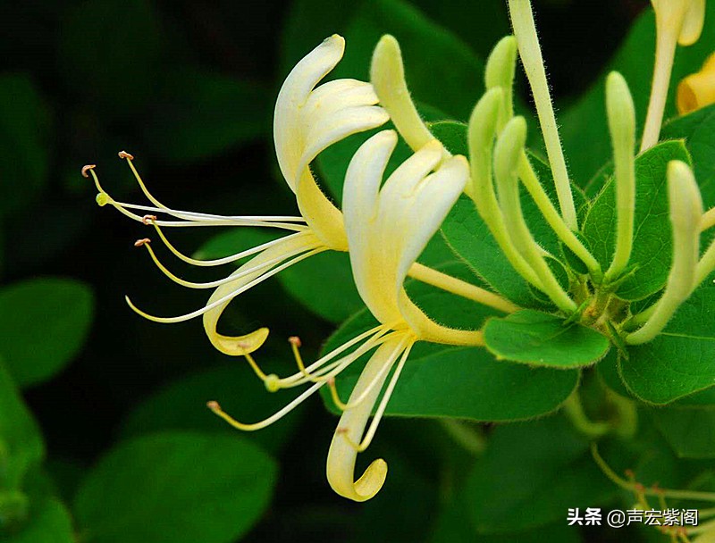 最惊艳的金银花,香气四溢的金银花