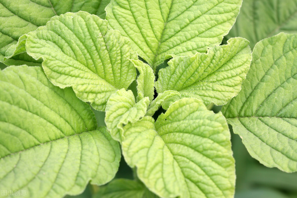 今天才真正了解苋菜，关于它的小知识您了解么？来，看这里