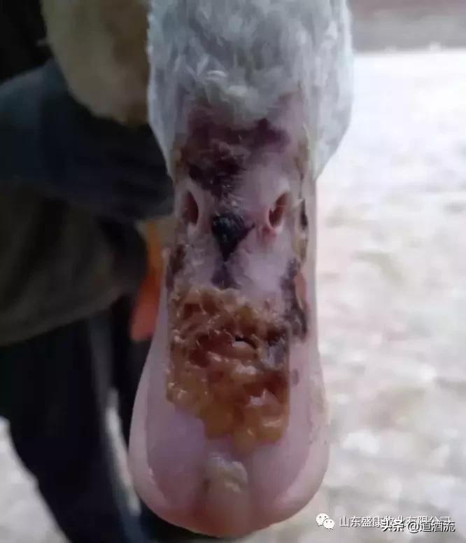 鸭子烂嘴脱皮怎么治疗,鸭子烂嘴怎么办