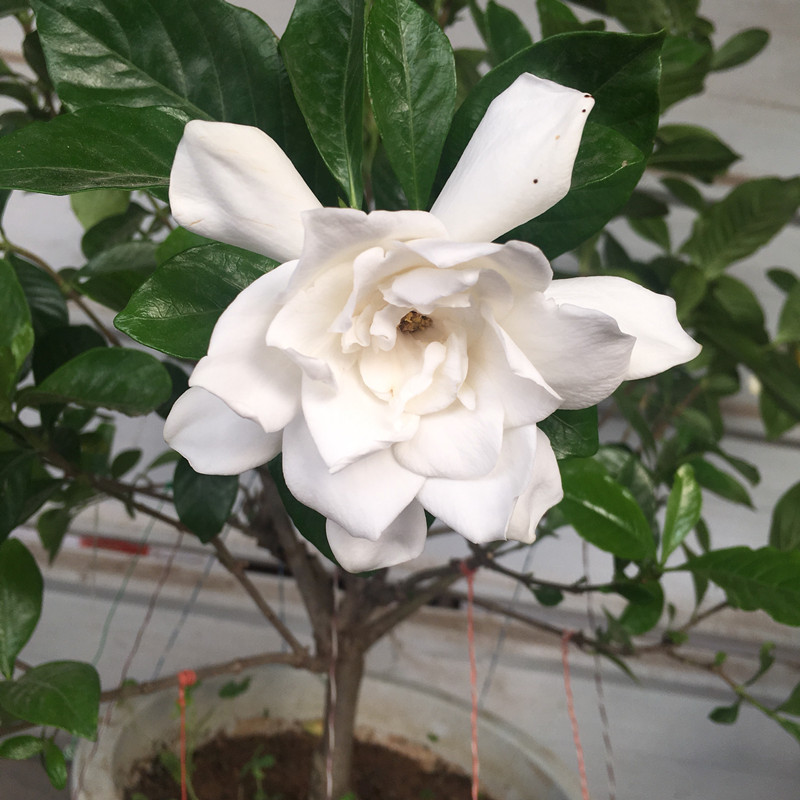 刚买的栀子花蔫了怎么补救,刚买回来的栀子花蔫了是怎么回事