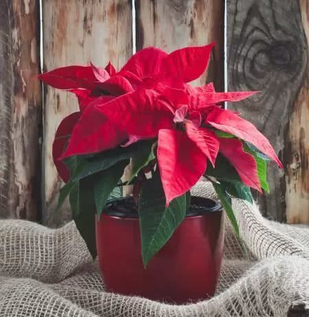 你家喜欢养的这种花居然有毒?不要放室内,更不要让小孩接触