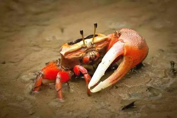 跟它们相比,人类的“*生活性**”无聊至极