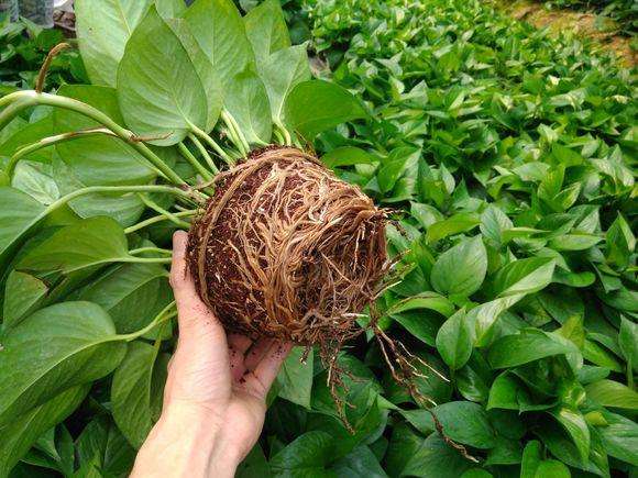 水培绿萝浇水口诀顺口溜,绿萝水培方法和注意事项