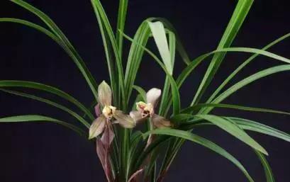 史上最全的兰花鉴赏,兰花品种之精品欣赏