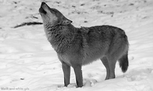 东北人网购的口红,东北人买化妆品