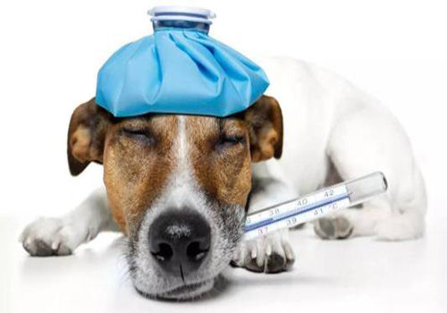 养宠经验狗狗着凉拉稀怎么办,养宠经验狗狗受伤怎么处理伤口