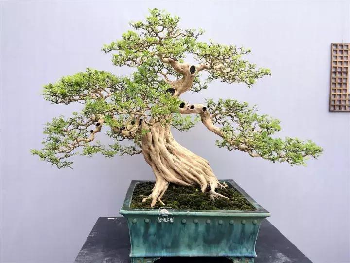 造型极美的盆景一起来欣赏,一组风吹出来的盆景欣赏动感十足