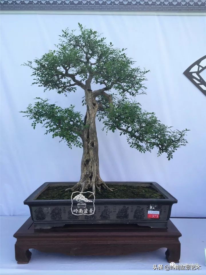 骞哥涔呬箙鐢滅敎铚滆湝,骞哥涔呬箙