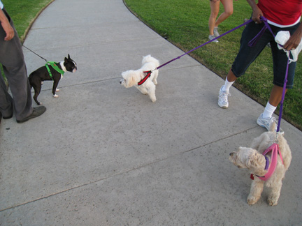 获取狗狗的几条途径你认为哪些途径可取？