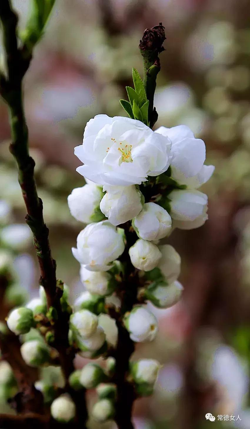 桃花源又见桃花开,盛景等君来,你若不来、花为谁开?