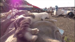 吸猫最高境界图片,吸猫最高境界完整视频