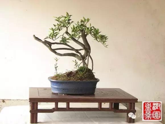 高桩金豆盆景大全,金豆双杆文人盆景欣赏