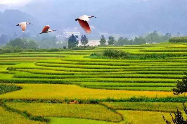 中国赠送日本最珍贵的动物，并非大熊猫，帮助日本皇室摆脱尴尬