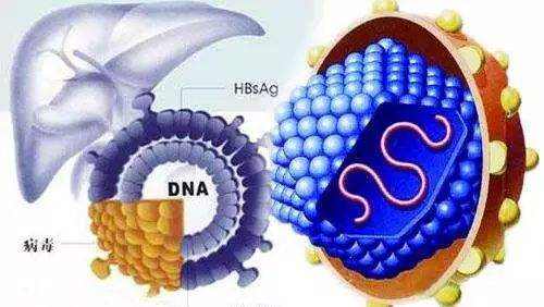 大三阳vs小三阳,肝小三阳和大三阳哪个严重