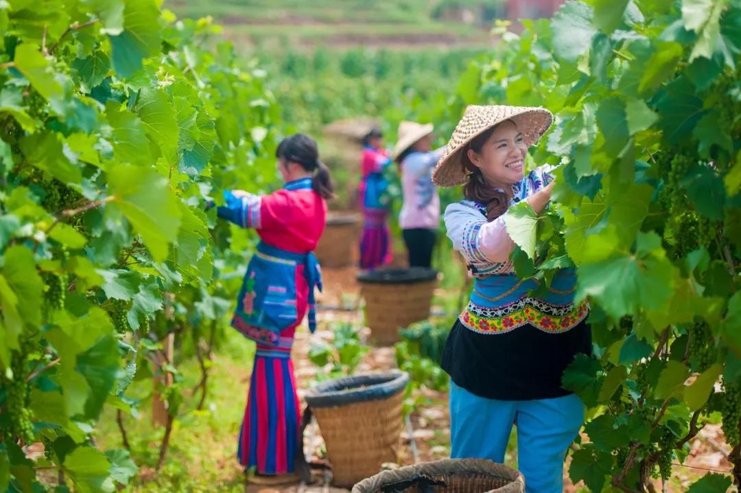 吃货们有福啦 ! 攀枝花承包了你一年的甜蜜……