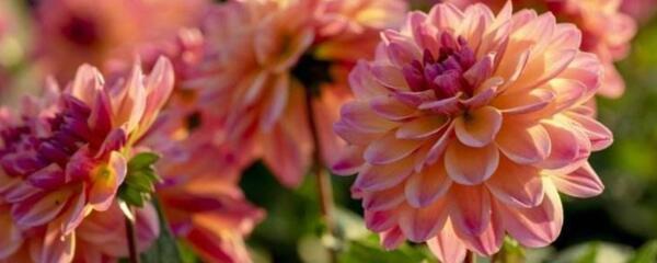 大丽花几月种植,大丽花几月份种植