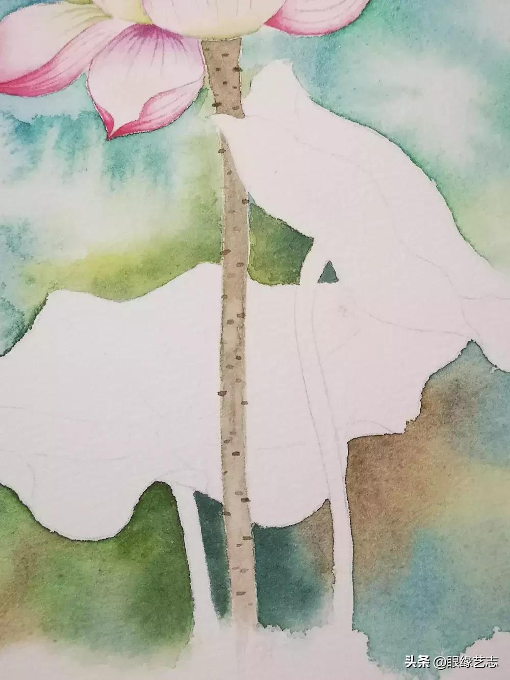 水彩莲花画法教程,白色荷花水彩画法教程