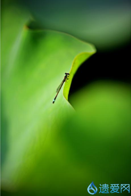 摄影欣赏：《早荷始盛开，良人入梦来。》