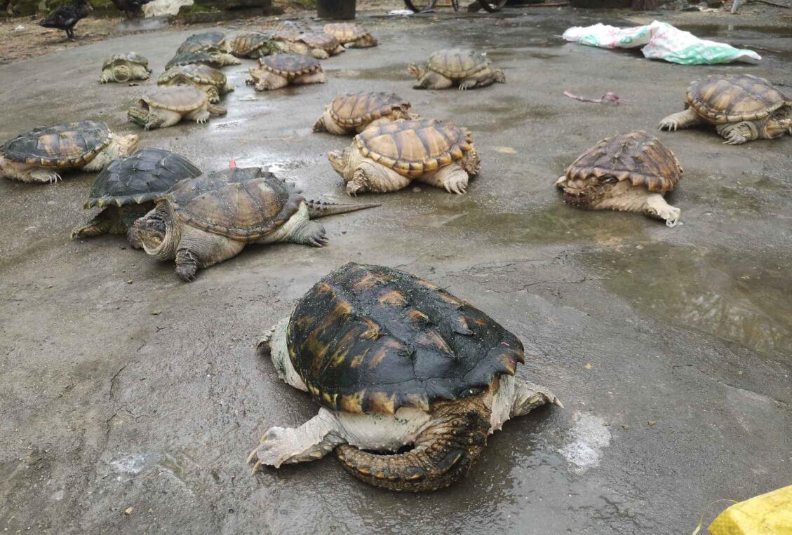 鳄龟互相咬伤能自己痊愈吗,鳄龟同类相残怎么处理