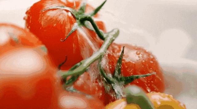 炸裂!因为一只猫,苏州人开启尖叫模式!