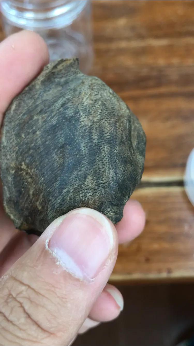 怎么简单科普沉香,初学者看沉香的门道