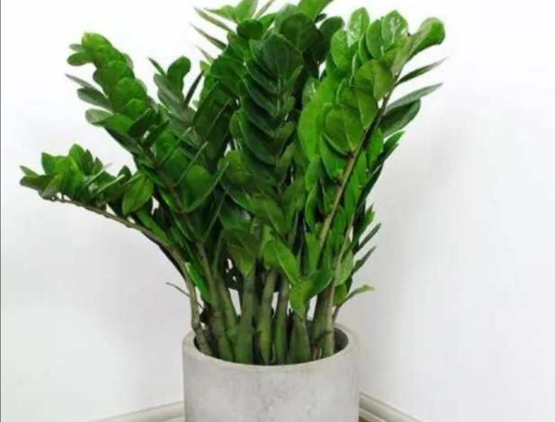 养金钱树花小窍门方法,金钱树怎么养才能长得旺盛