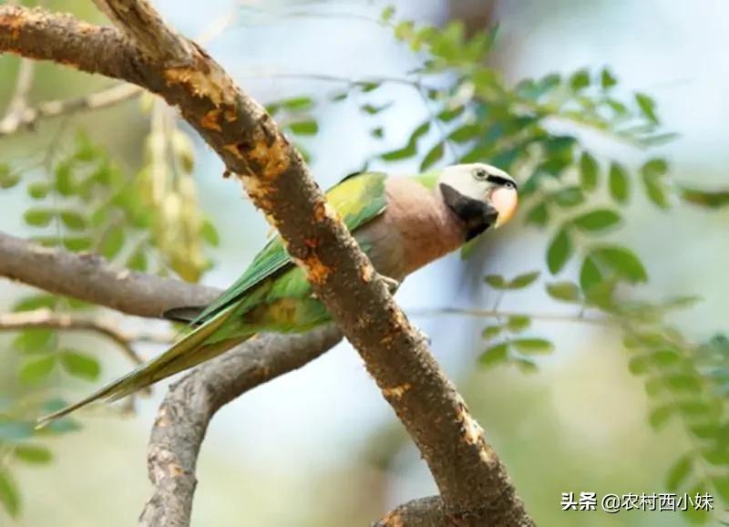 什么鹦鹉最容易训练,什么鹦鹉怎么养才会认主人