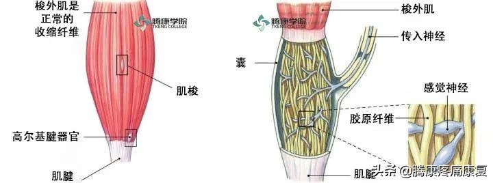 小腿全息疗法治疗颈肩腰腿痛,颈肩腰腿痛保健操完整版