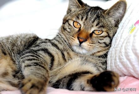 卡车司机收养流浪猫三只,卡车司机收养流浪猫抖音