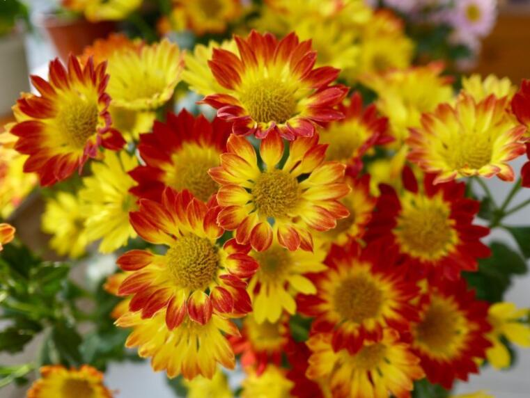 奇葩亲戚总来要花，每次都把开得最好看的花搬走，怎么办？