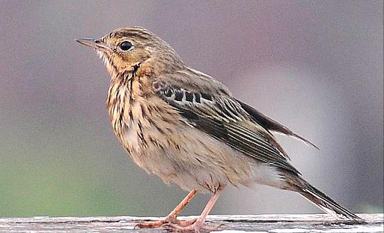 东江揽胜,惠州淡水常见鸟类图谱