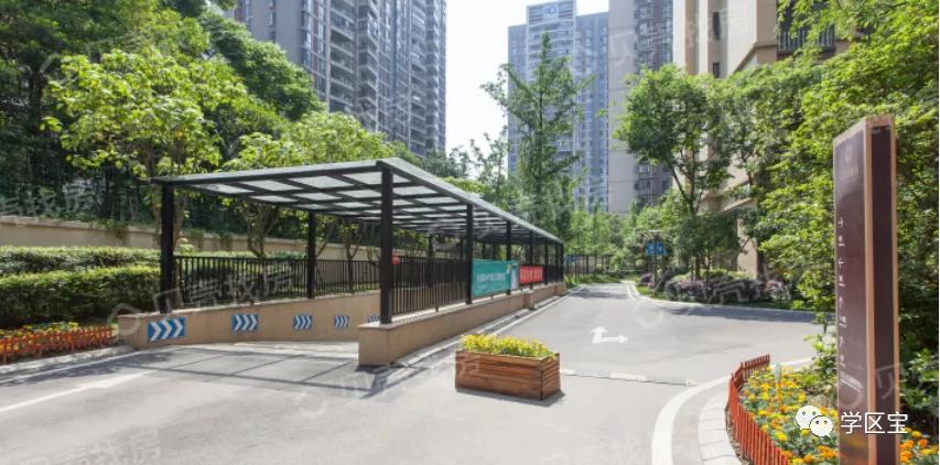 成都泡桐树小学哪个校区最好,泡桐树小学和成都实验小学