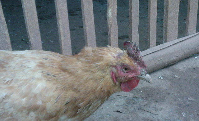 鸡为什么肿眼睛喂什么药,鸡的眼睛肿了要怎样处理