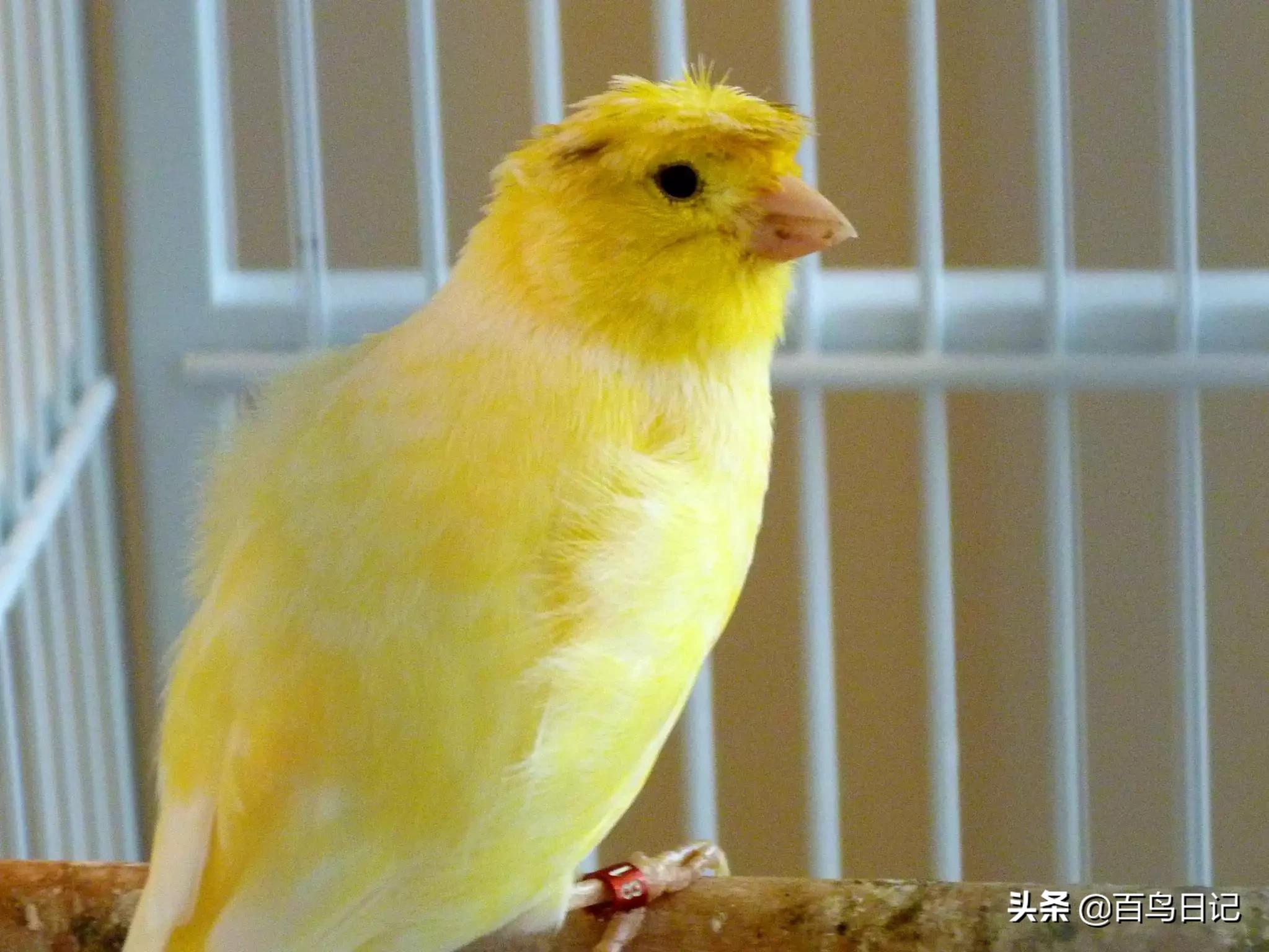 第五十三课：养鸟太麻烦？这5种低价宠物鸟可能更适合你