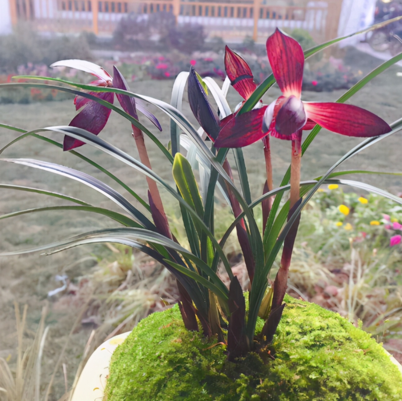 此兰被誉为“贵州第一红素”，红杆红花，兰香浓郁，新手也能养好