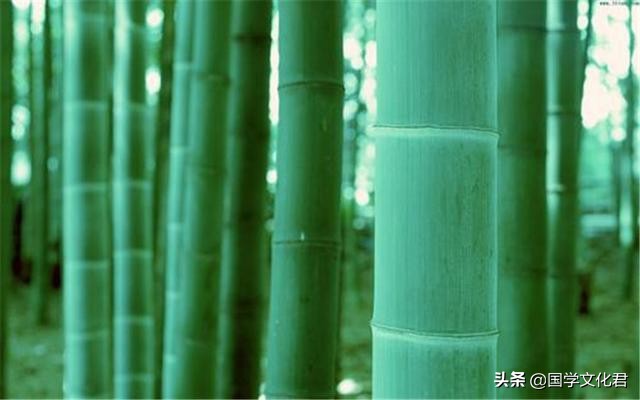 竹子定律的理解和感悟,竹子定律有哪些