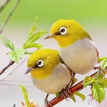 绣眼鸟叫声,绣眼鸟的视频欣赏