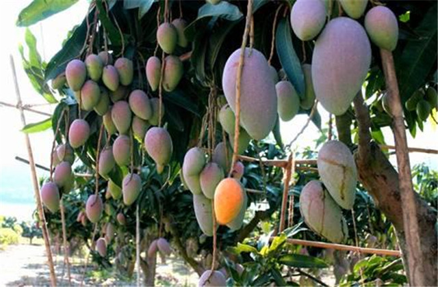 如何解决芒果树害虫,芒果主要虫害及防治方法