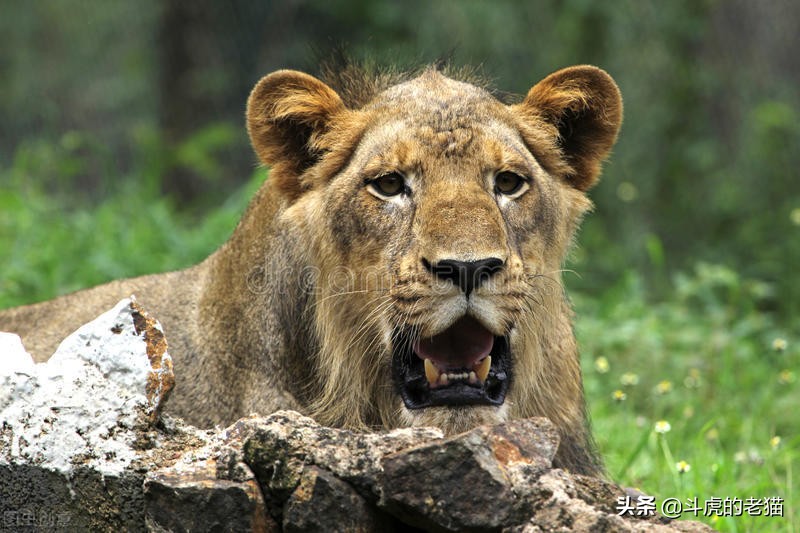蜜獾那么凶猛真实的战斗力咋样,蜜獾展现真实实力