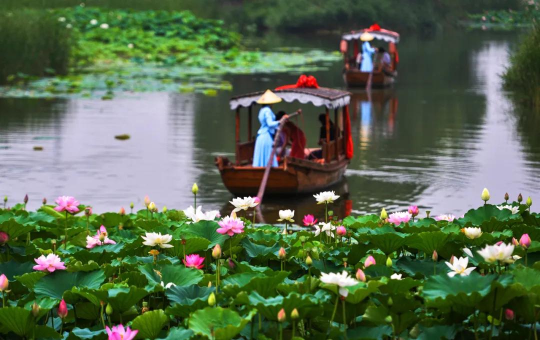 夏季最美荷花在哪里,山东最漂亮的荷花