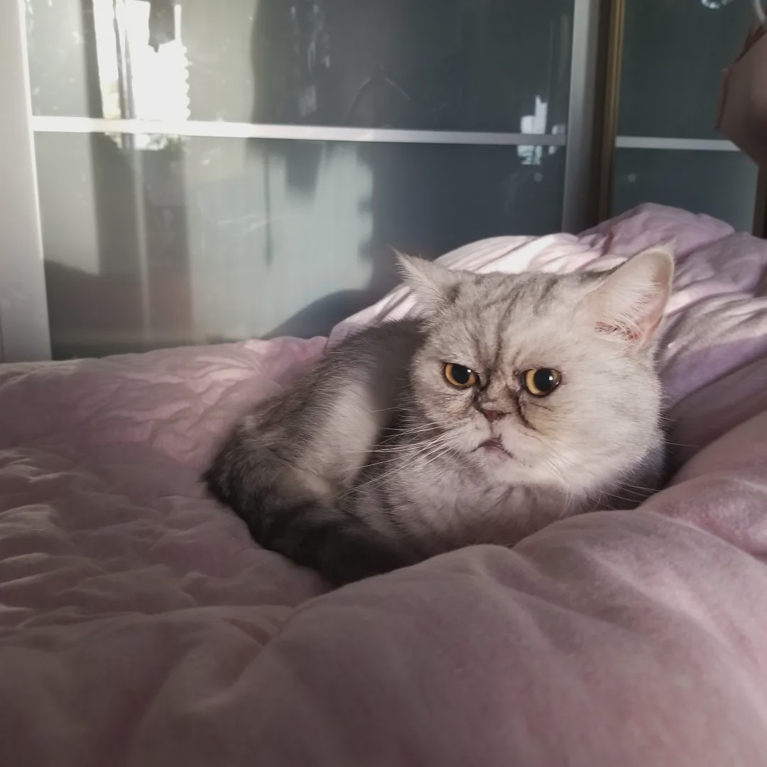 向往的生活锅碗瓢盆分别被谁养,向往的生活锅碗瓢盆4只狗