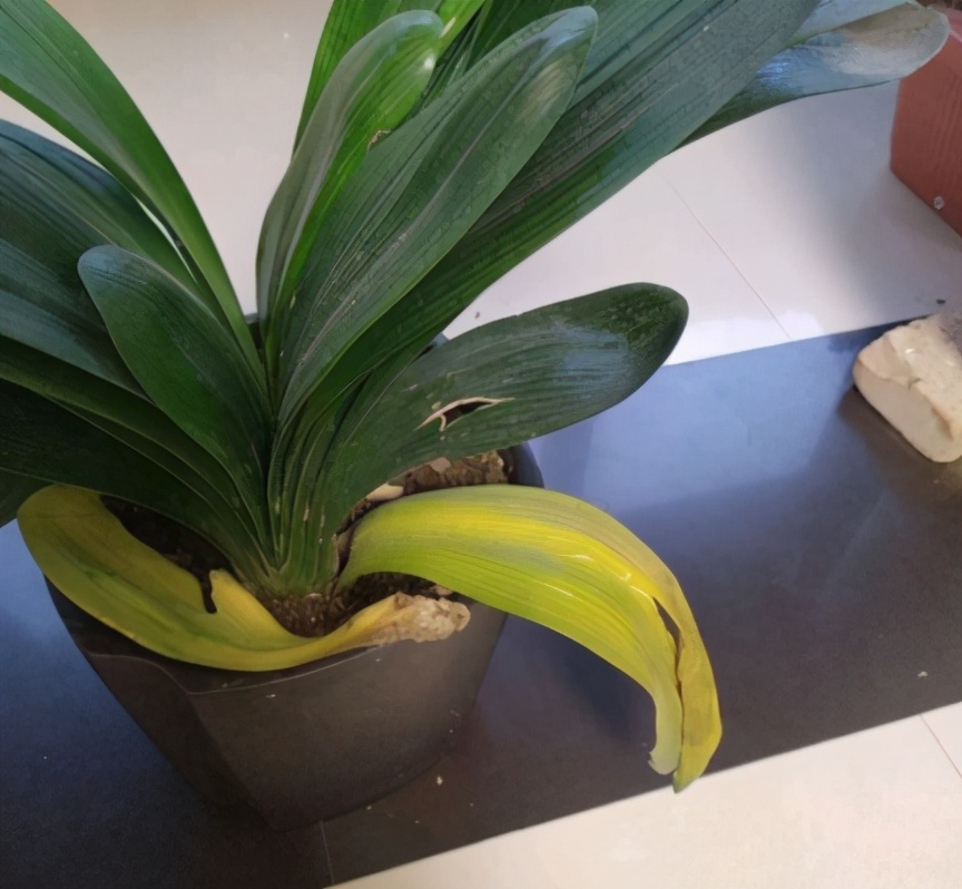 君子兰怎样养护可以长期不用换盆,养君子兰啥时候换盆最合适