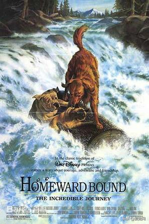 推荐给狗狗看的电影,关于狗狗和人性的电影