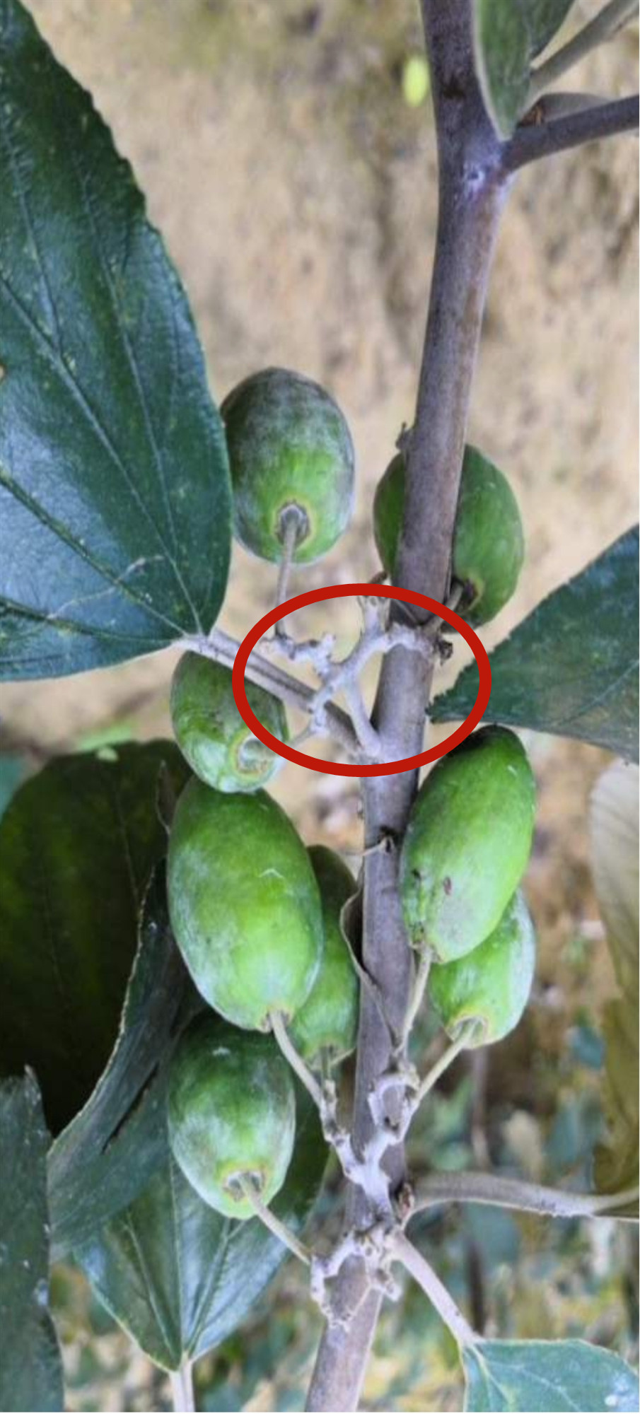 大青枣黑点病的防治,白垩病危害和防治方法