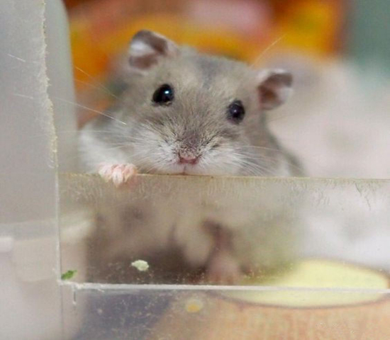 紫仓挑食,紫仓为什么只吃蔬菜