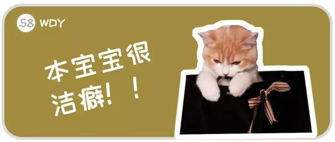 猫咪打喷嚏但不传染,猫咪过敏性打喷嚏怎么解决