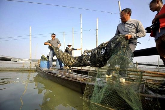 1亩池塘,投资1万元养鳜鱼,一年就能赚8万,农民:不用打工了
