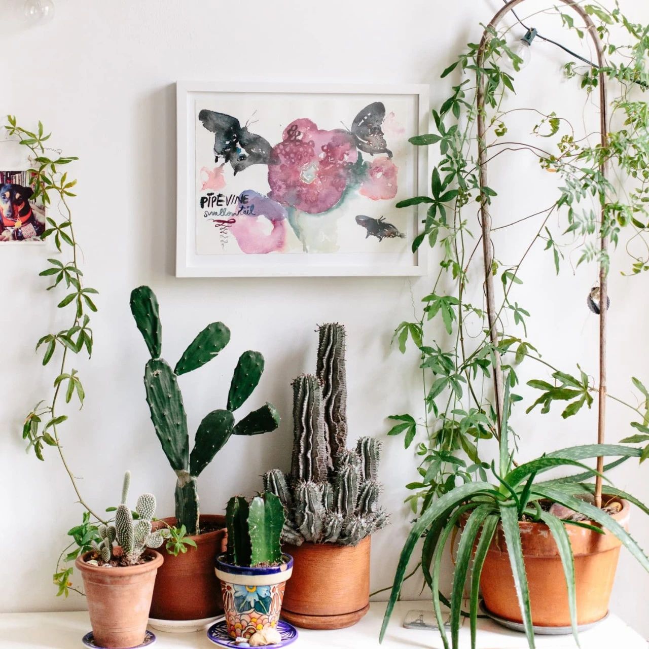 最便宜的土陶盆,透气性最好的陶盆